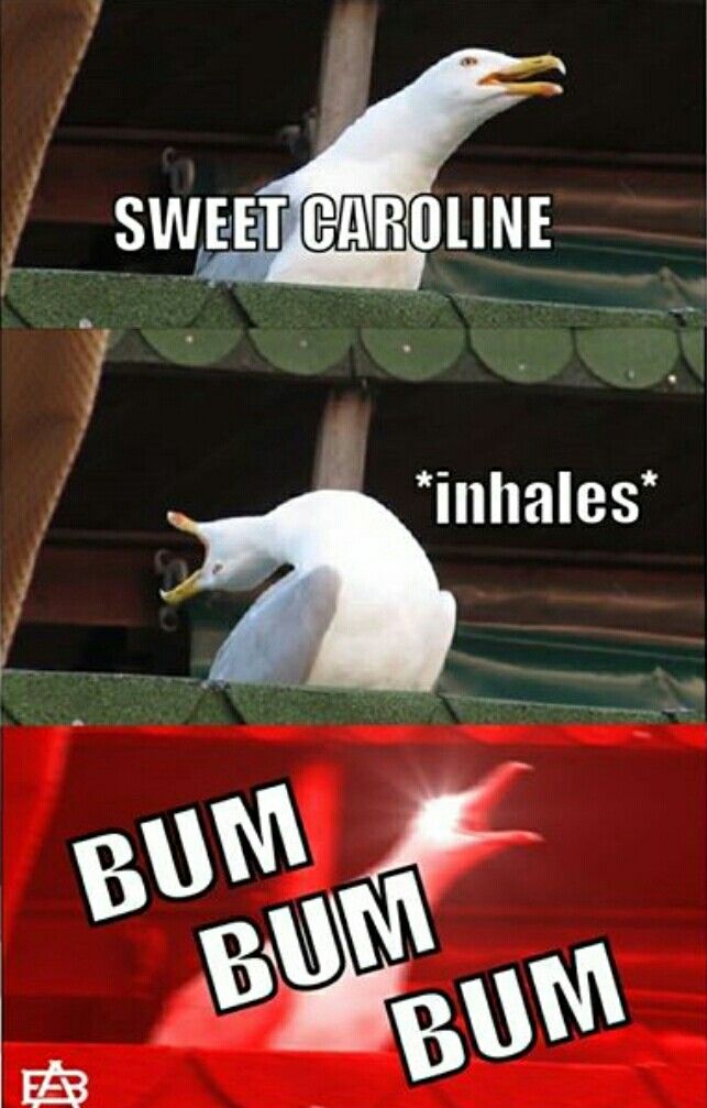 funny seagull memes
