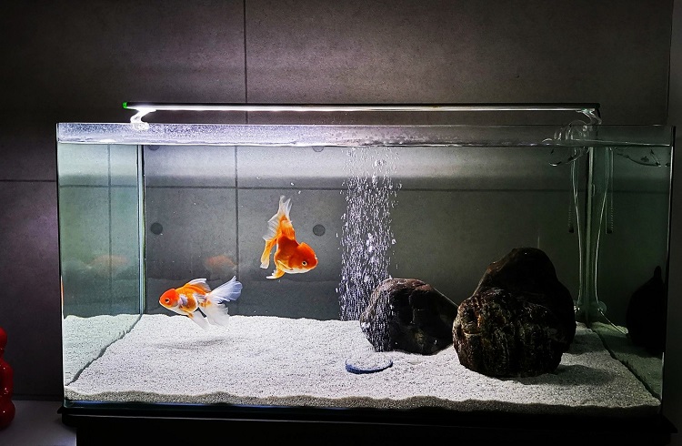 how many goldfish can be in a 10 gallon tank