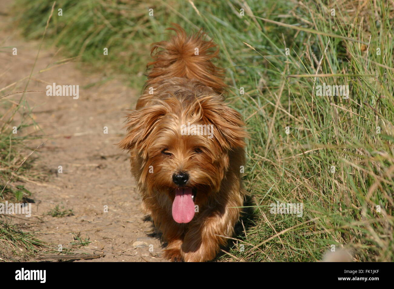 lhasa apso and yorkshire terrier cross