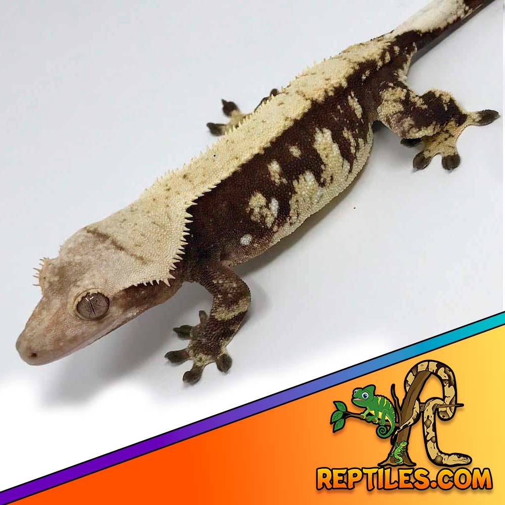 crested gecko near me for sale