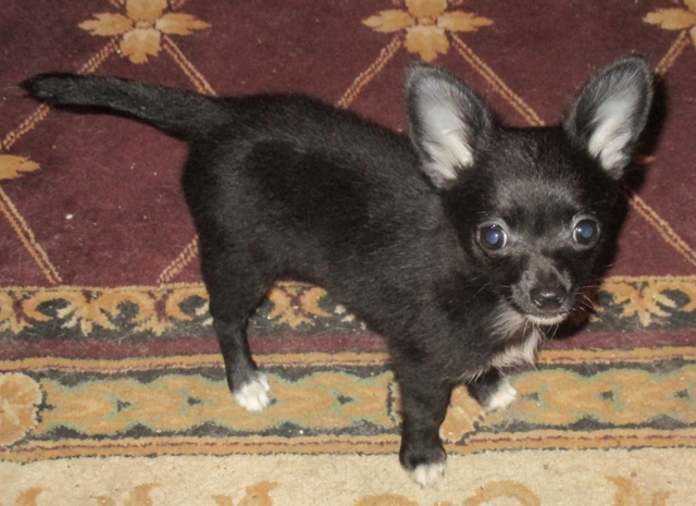 chihuahua puppy for sale $150