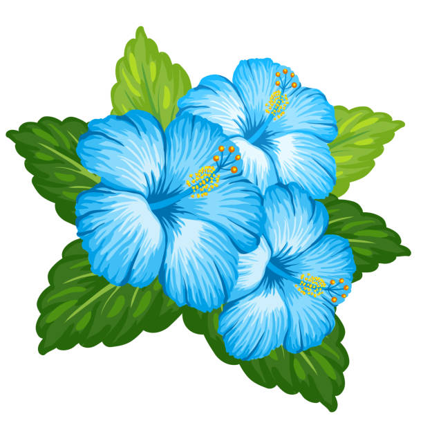 hibiscus clipart