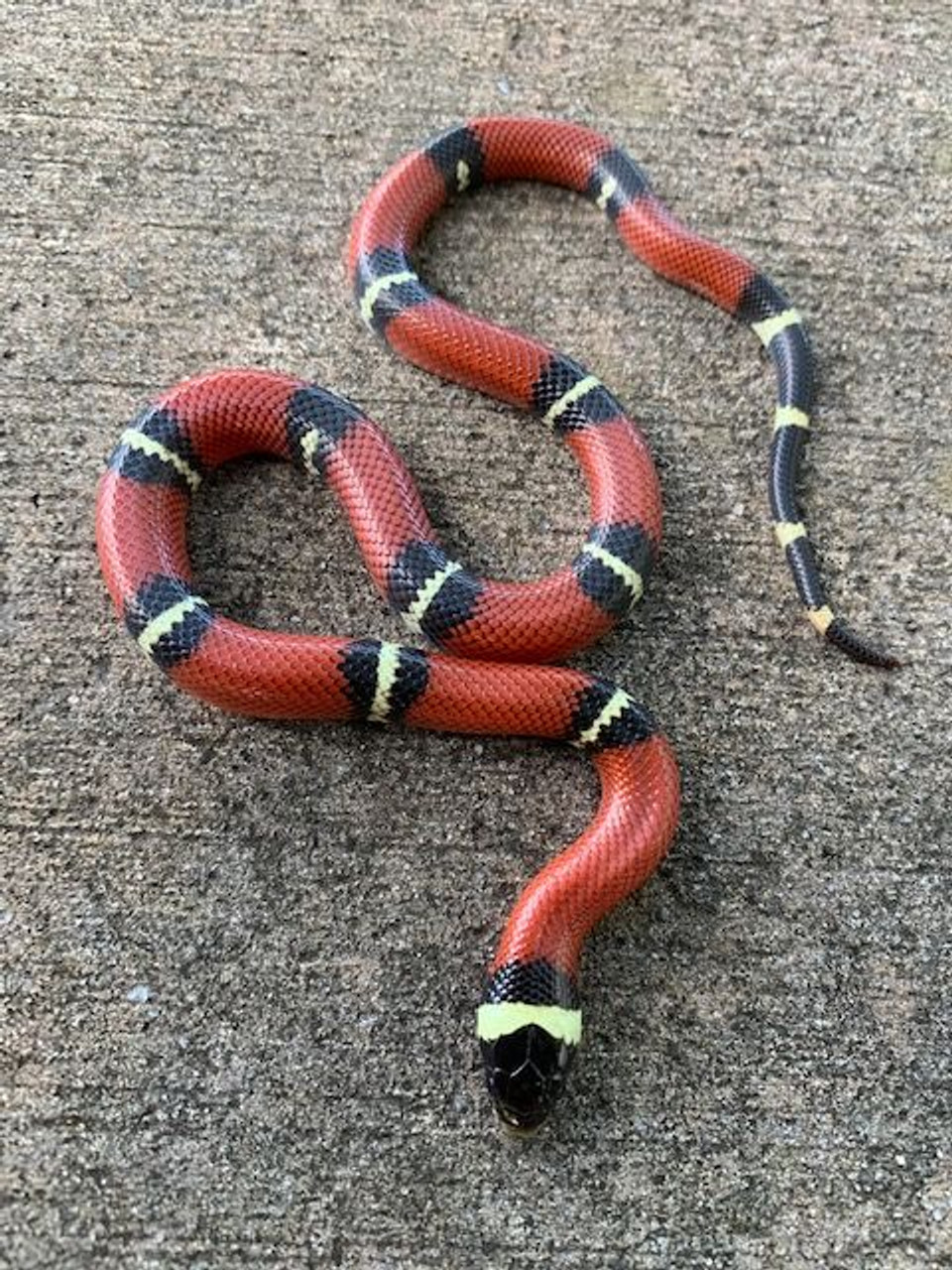 milk snake for sale