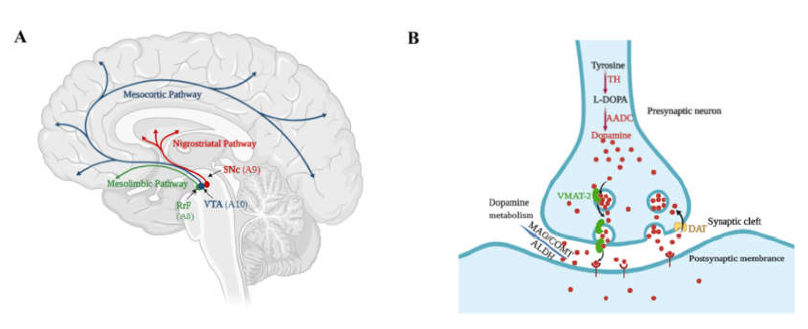 dopaminergic