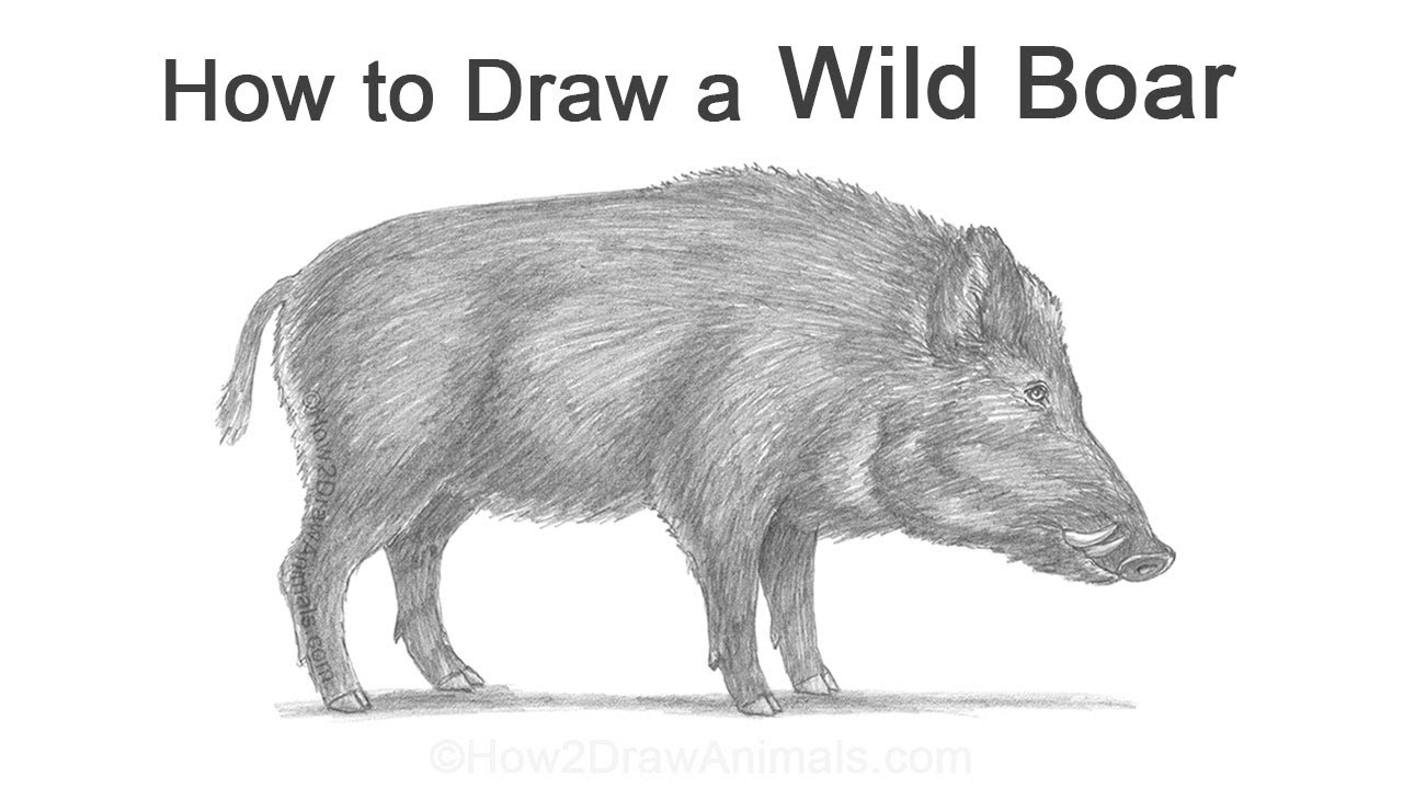 wild boar drawing