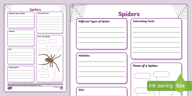 spider fact file