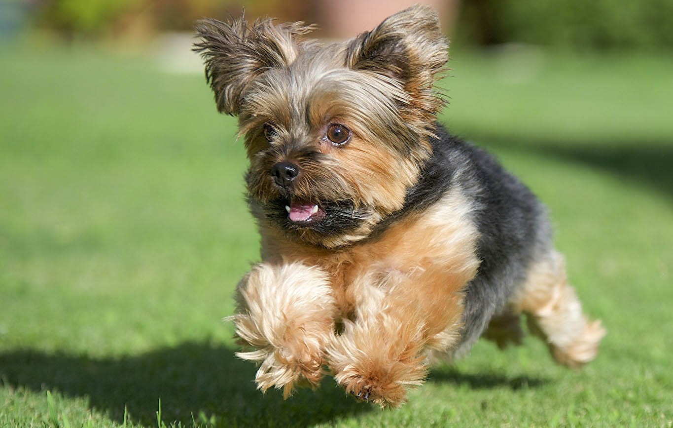 yorkshire terrier mini precio méxico