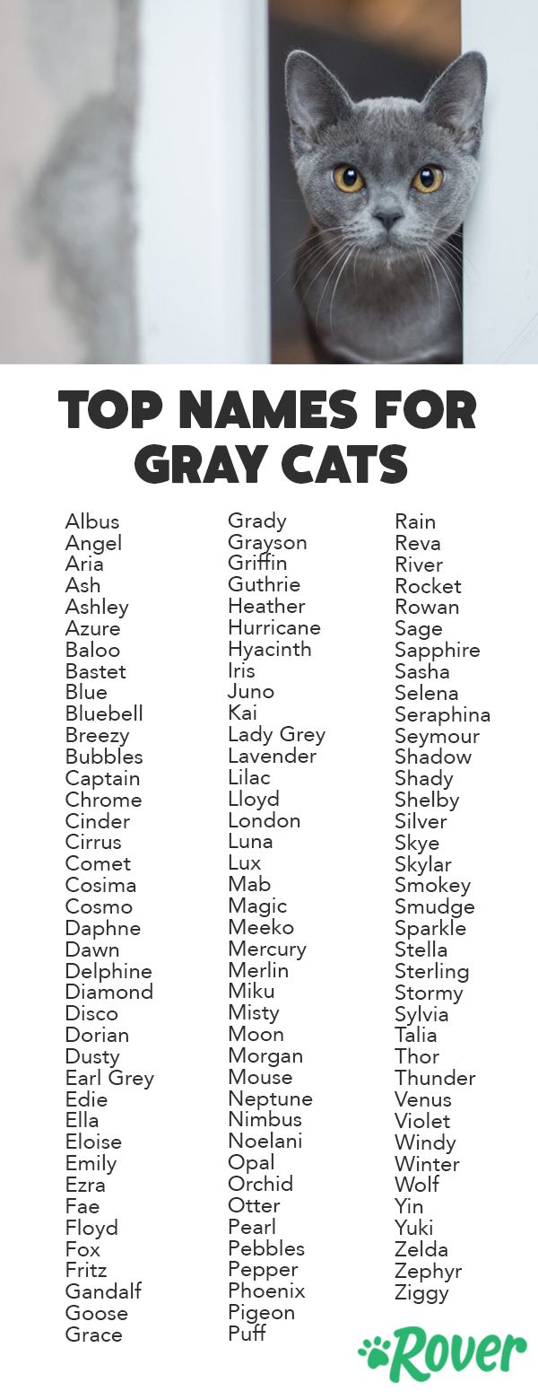 female cat names grey