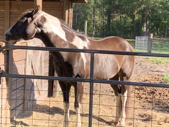 paint horses for sale in florida