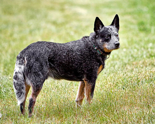 weight of a blue heeler