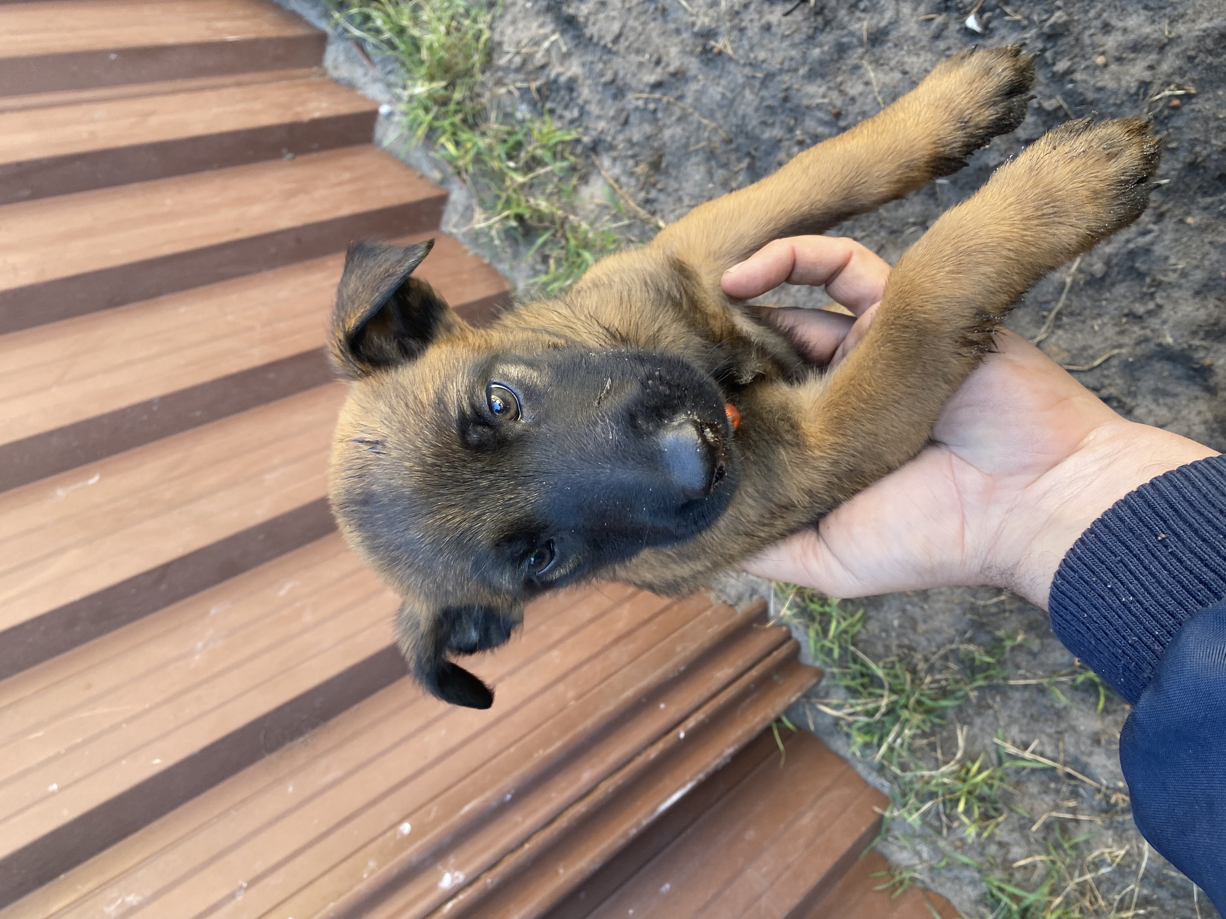 belgian malinois puppies for sale victoria