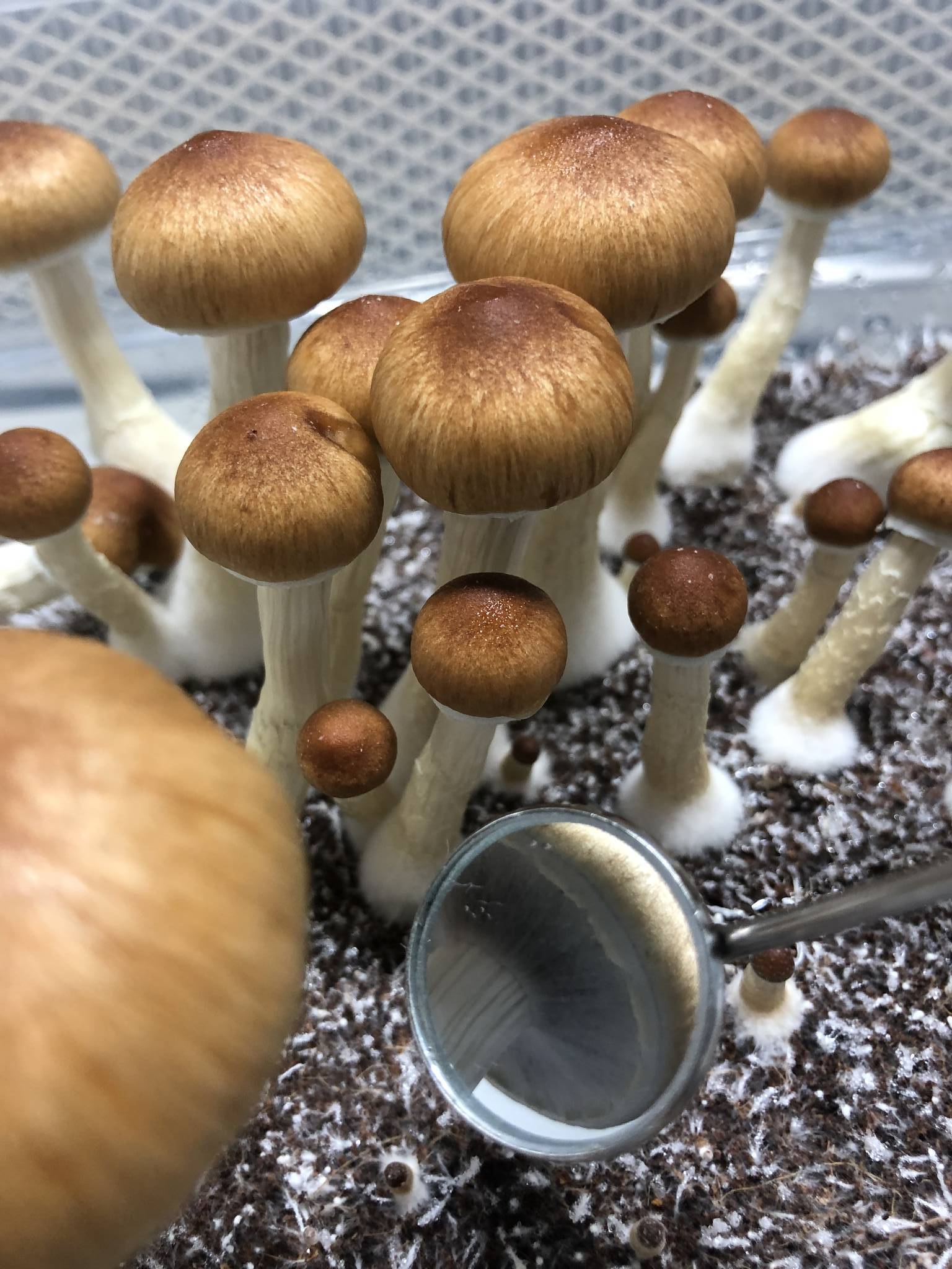 shroomery