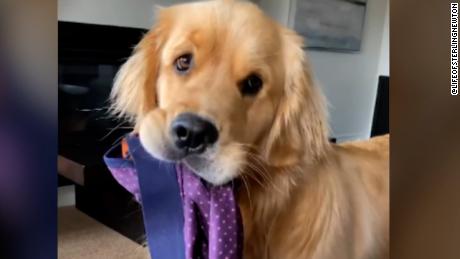 golden retriever videos