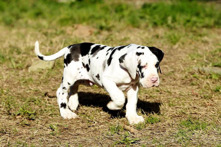 great dane puppies