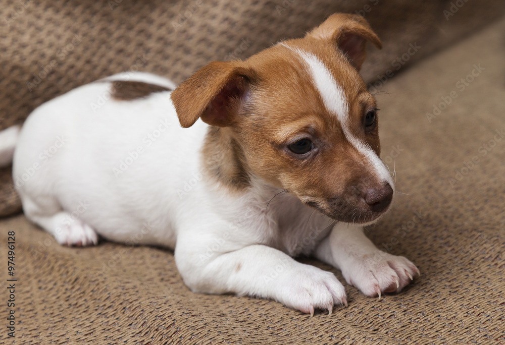 tan jack russell