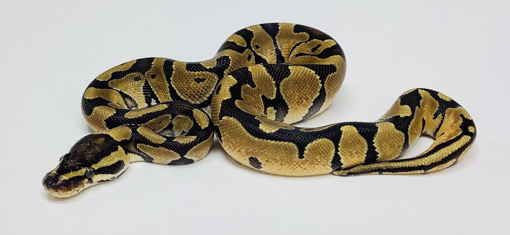 enchi royal python