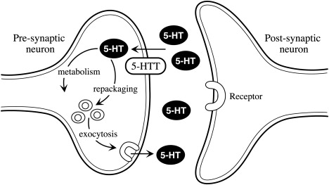 serotonin transporter