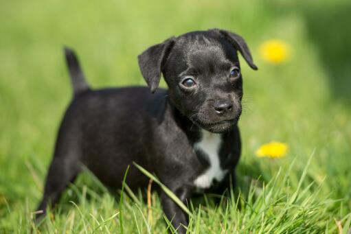 patterdale terrier characteristics