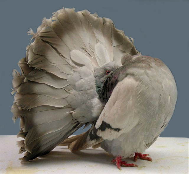 fantail pigeon breeds