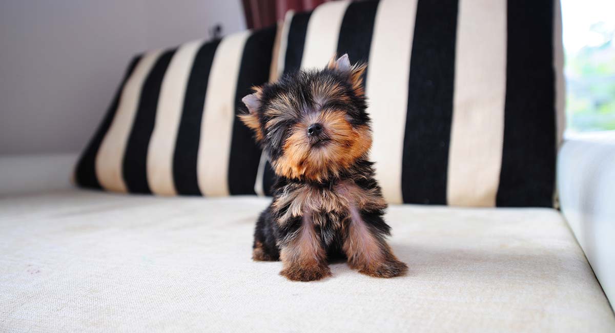 teacup yorkshire terrier