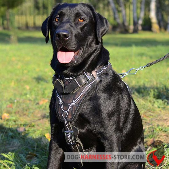 dog harness for labs