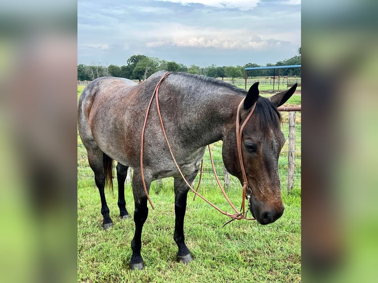 blue roan horses for sale in texas