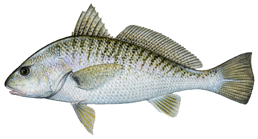 croaker size limit