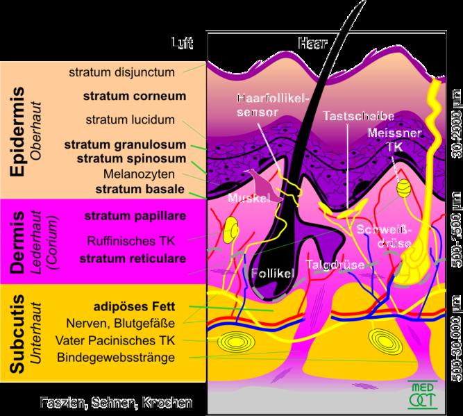 7 layers of skin mnemonic