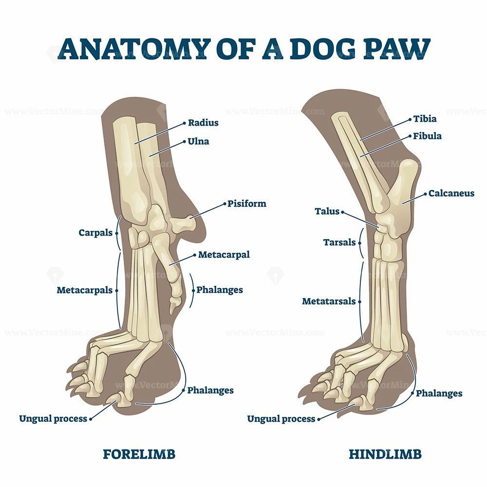 anatomy of a dogs paw