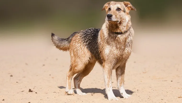 labrador mix with german shepherd