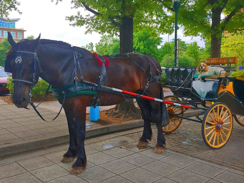 carriage rides chattanooga tn