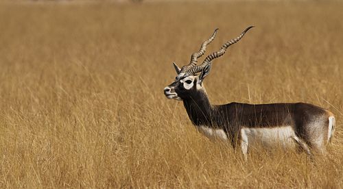 buck meaning in tamil