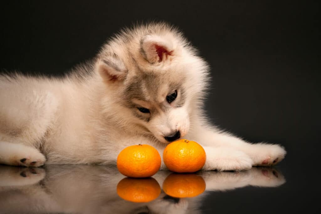 are dogs allowed tangerines