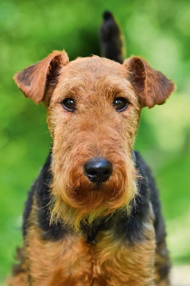 welsh terriers for sale uk