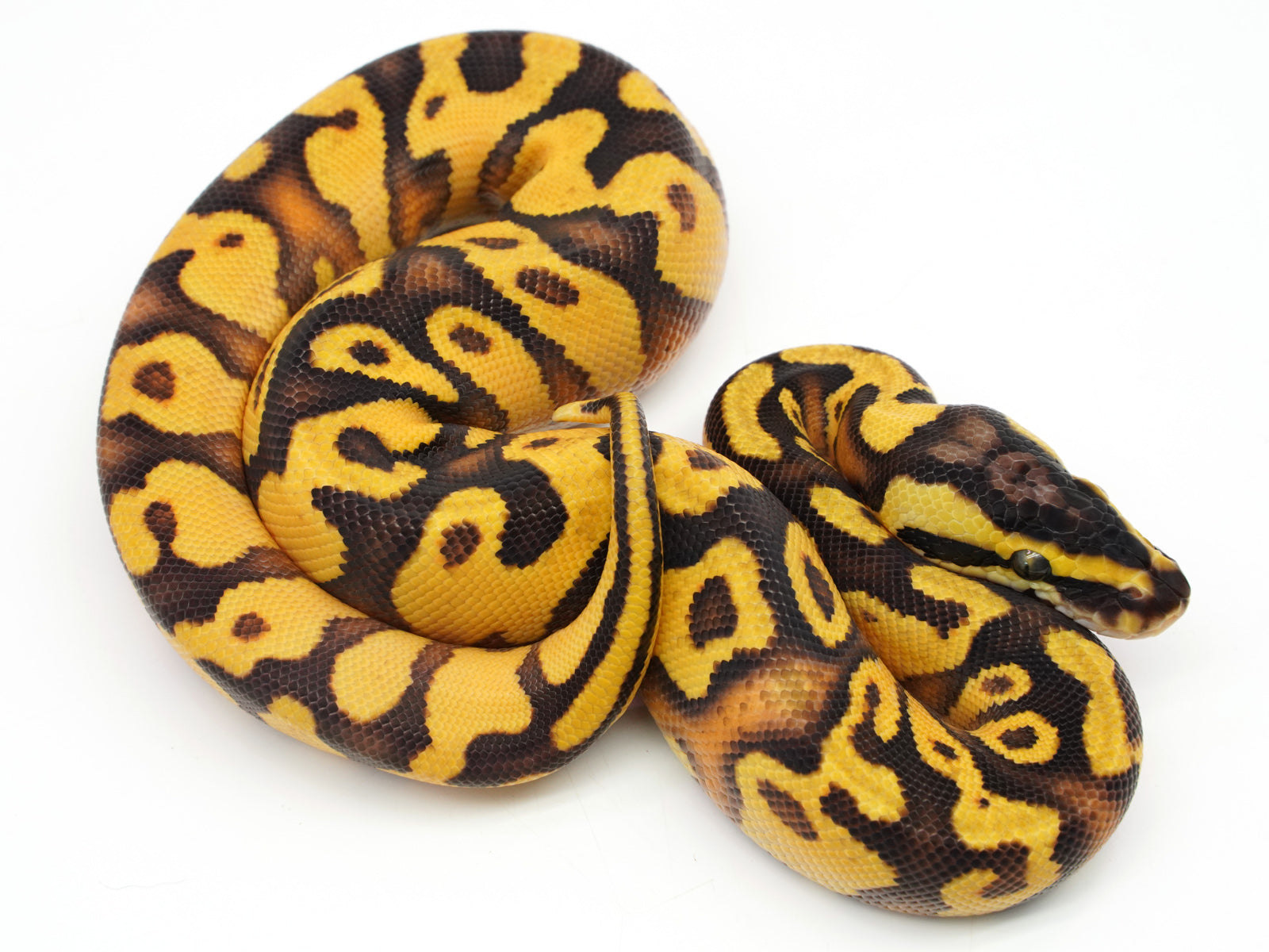 enchi ball python