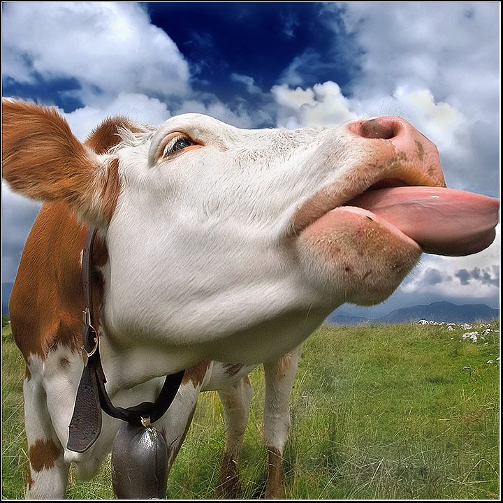 funny photos of cows