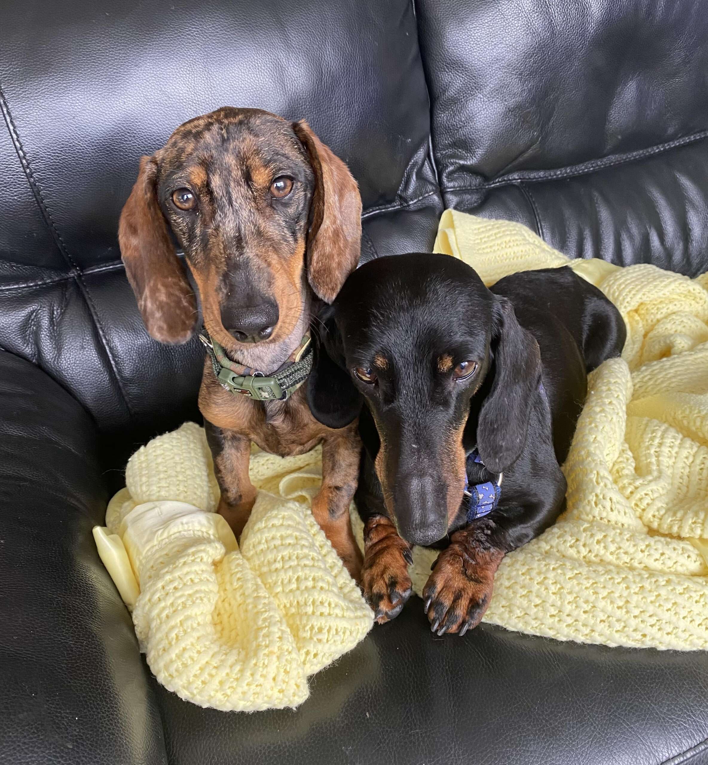 doxies for adoption