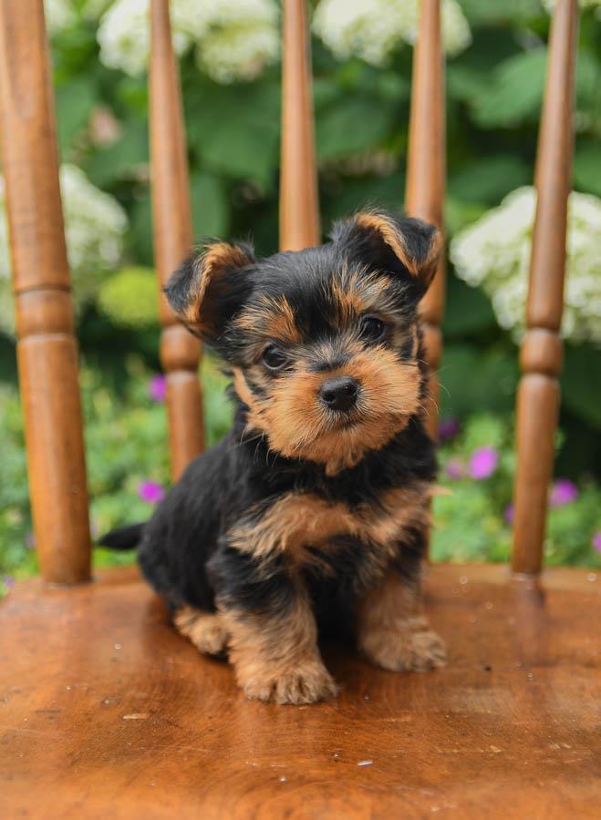 yorkshire terrier puppies for sale