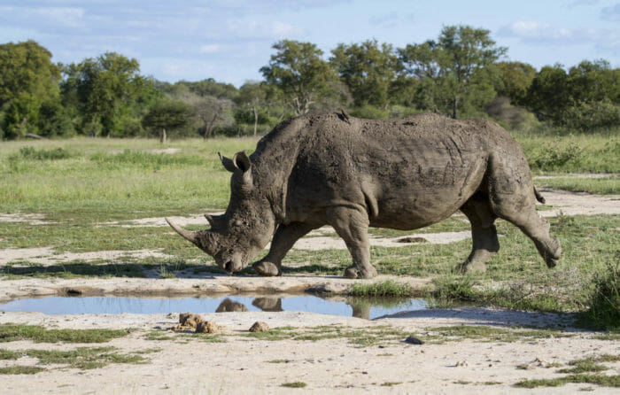 londolozi blog