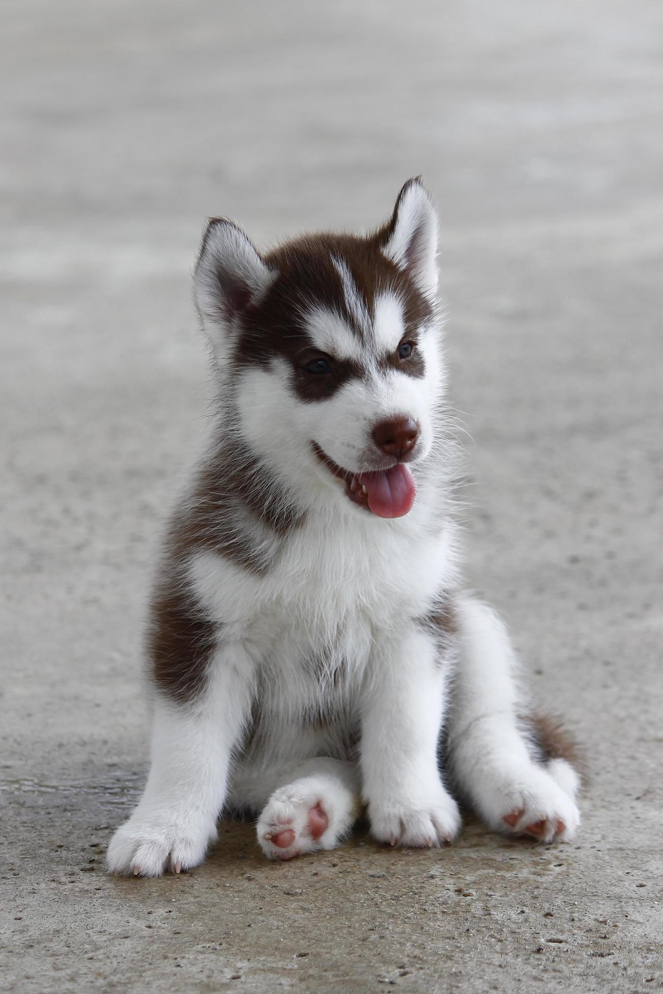 husky siberiano baby