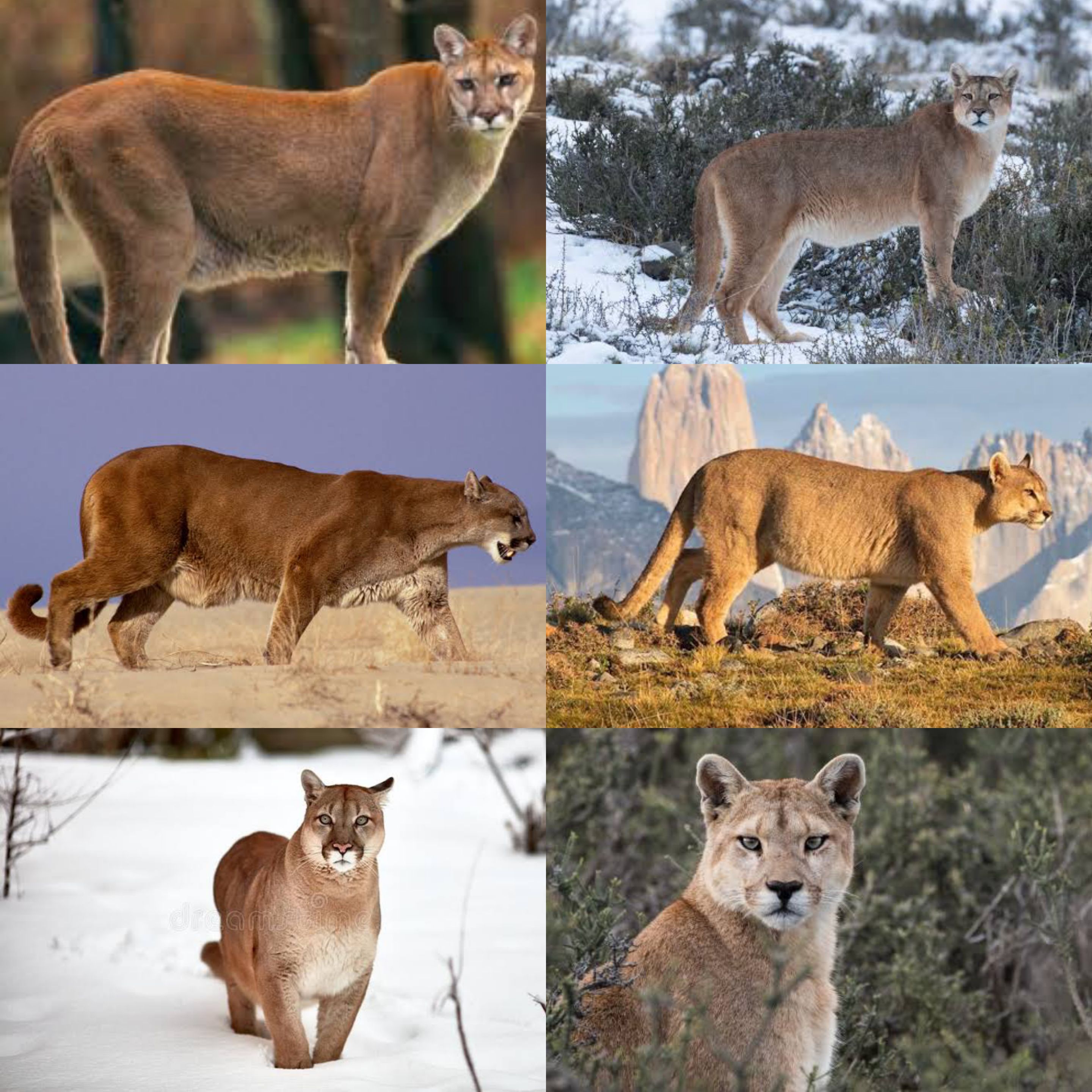 puma vs cougar vs mountain lion