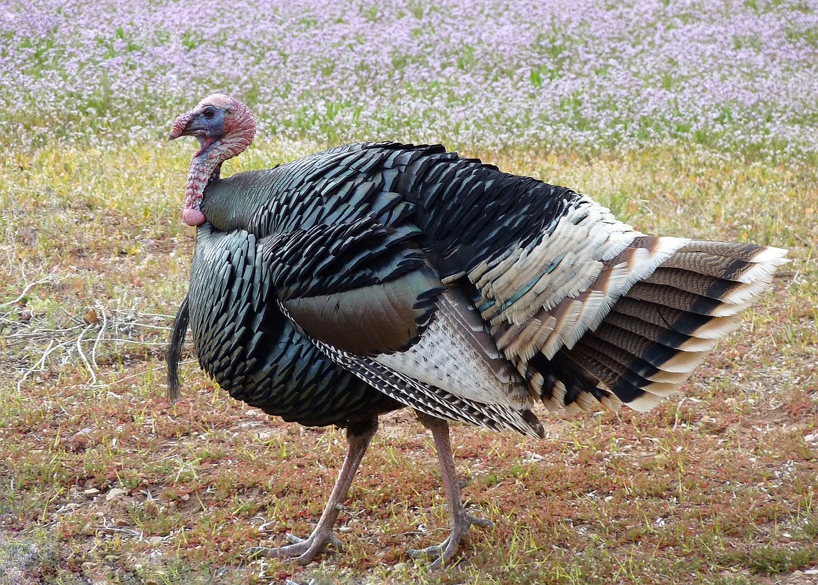 pictures of turkey bird