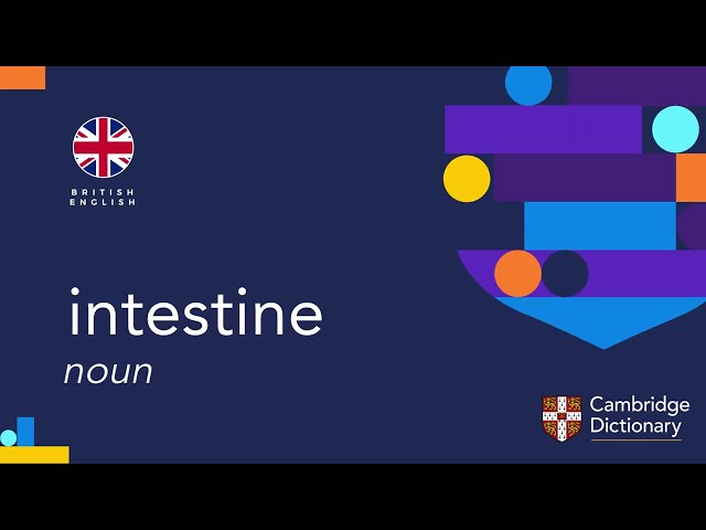 intestine british pronunciation