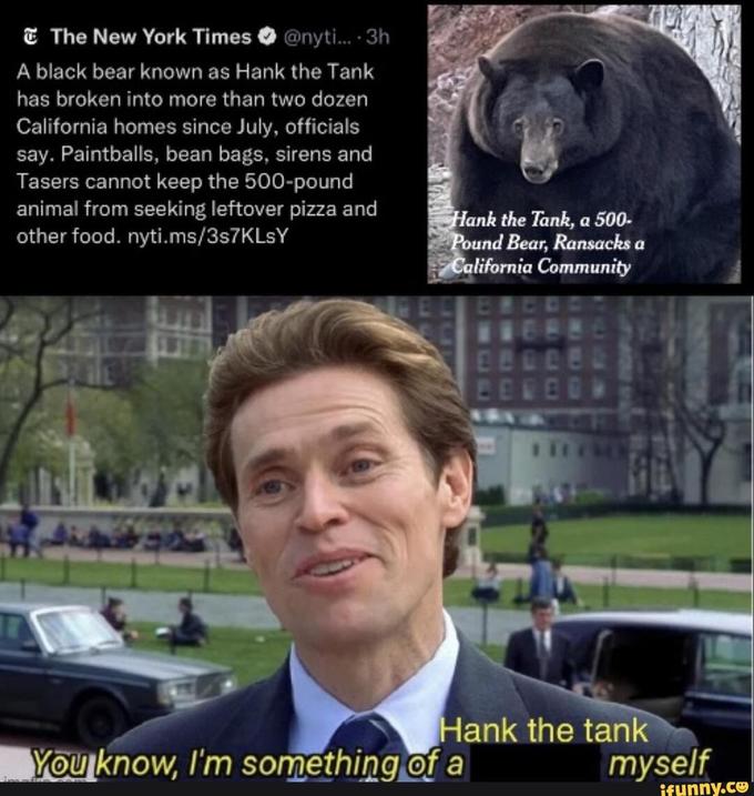 hank the tank bear meme