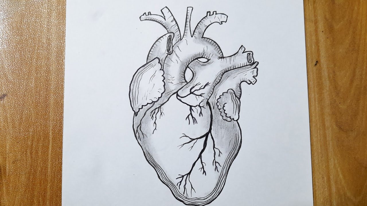 drawings of the human heart