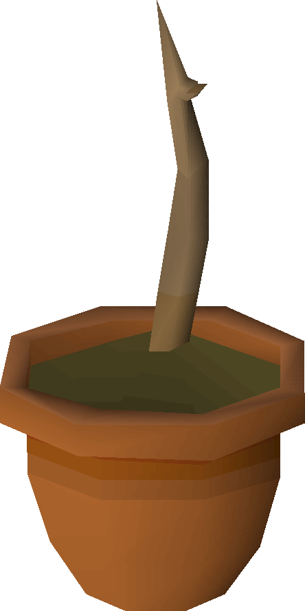 yew sapling osrs