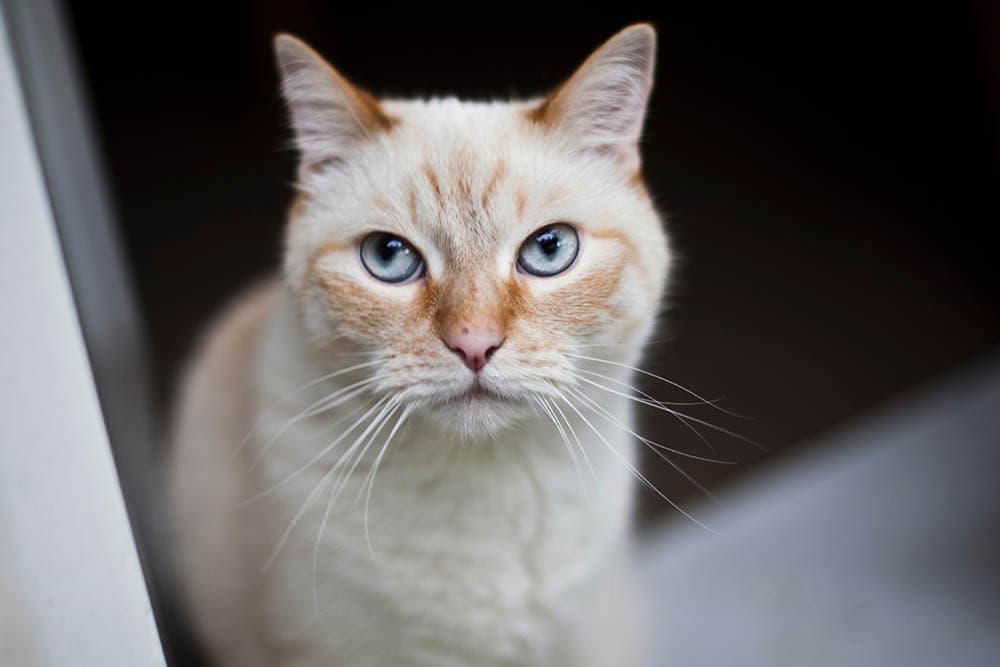 flame point siamese