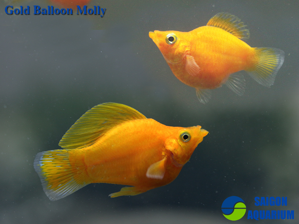 golden balloon molly