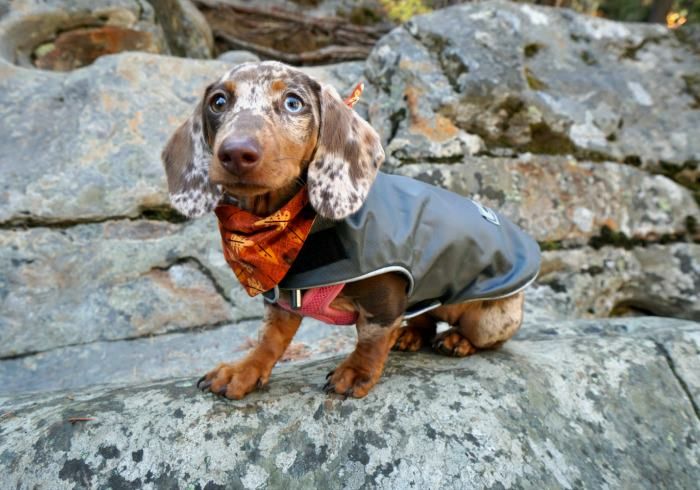 wiener dog coats