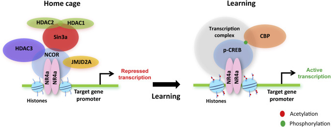 corepressor